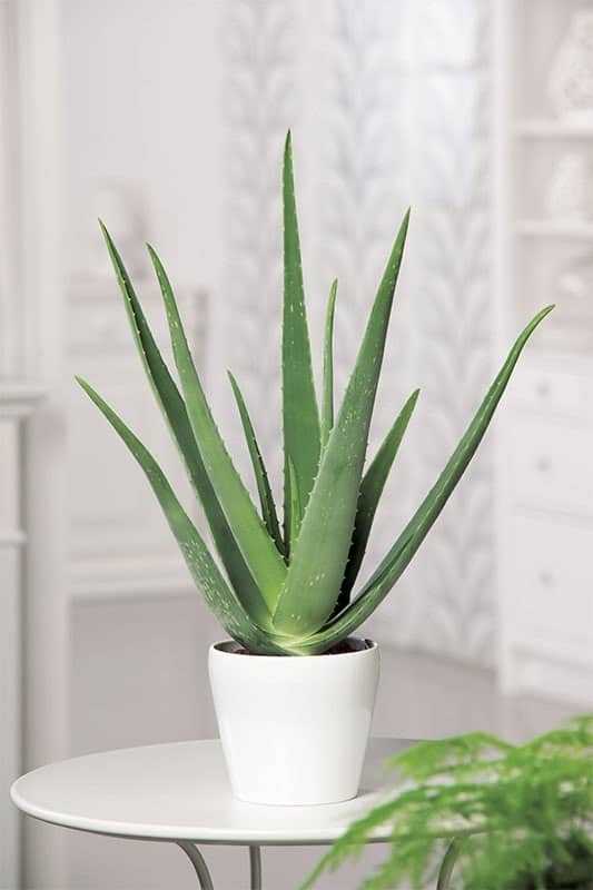 Top 10 cây phong thủy nên đặt trên bàn làm việc năm 2026