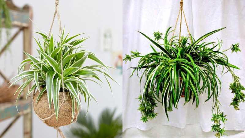 Top 10 cây phong thủy nên đặt trên bàn làm việc năm 2026